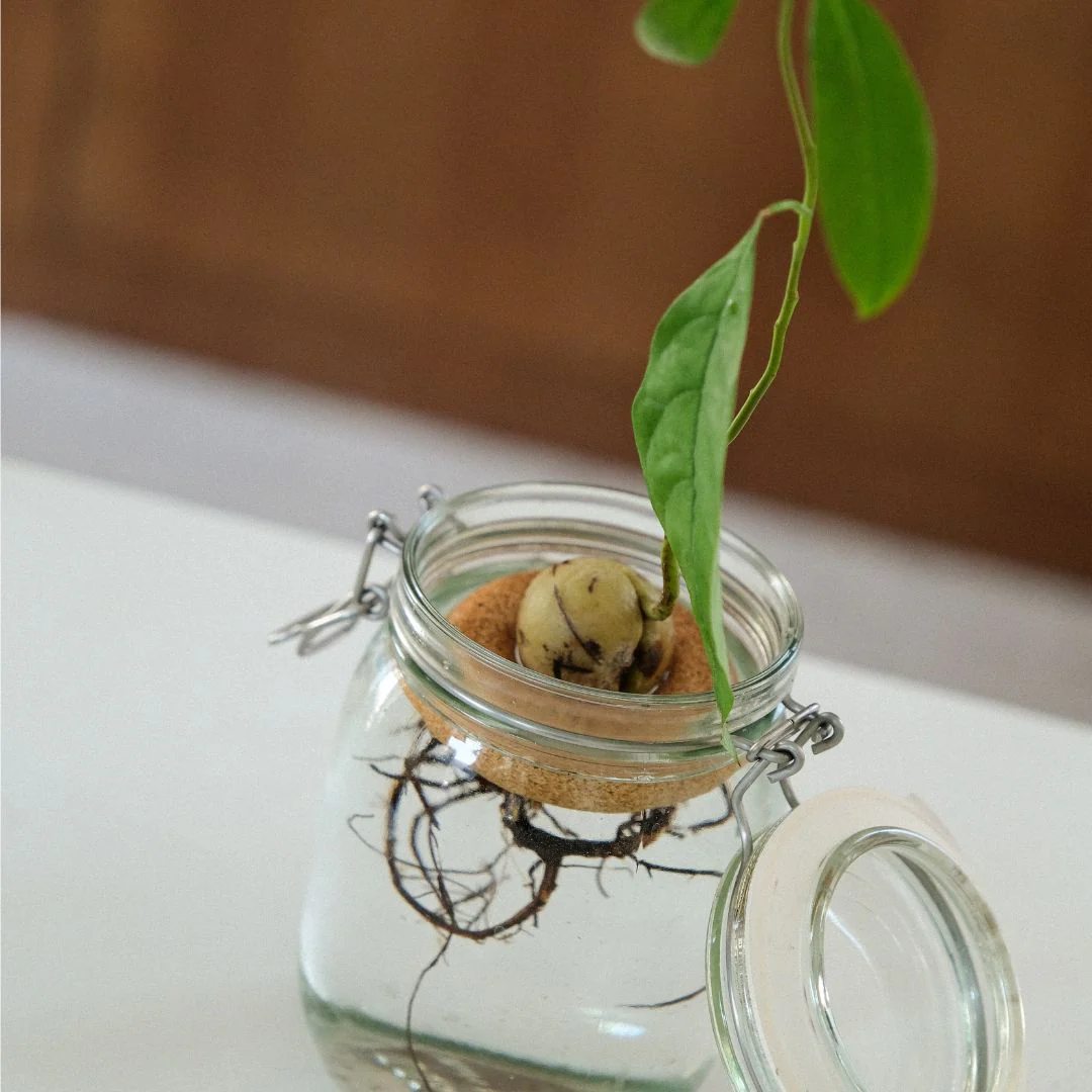 Bouée pour avocat - Gigi - Image 3